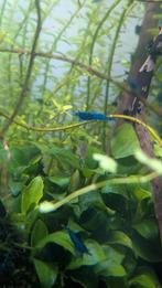 Blue dream shrimp neoncaradina  high grade, Vis
