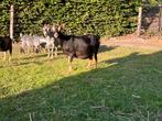 Black en tan geit, Dieren en Toebehoren, Schapen, Geiten en Varkens, Vrouwelijk, Geit