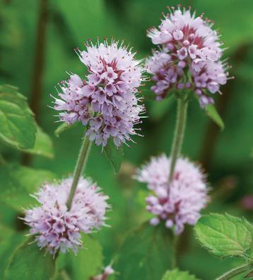 Diverse muntplanten - choco spear eucalyptus aardbei limoen beschikbaar voor biedingen