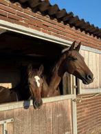 Hengstveulen van Denver U.S. te koop, Dieren en Toebehoren, Paarden, Hengst, Dressuurpaard, 0 tot 2 jaar