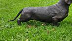 Bronzen beeld / TECKEL / 73 cm lang / tekkel, Nieuw, Info@huisentuindecoratiemarie.nl, Dierenbeeld, Huis en tuin decoratie Marie