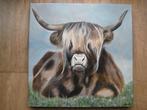 Schotse Hooglander 50 x 50 cm. 3D., Ophalen, Nieuw, Schilderij, 50 tot 75 cm