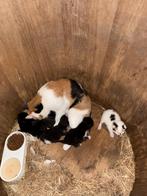kittens lapjes/schildpad/zwart/zwart met wit hond en kind ge, Dieren en Toebehoren, Katten en Kittens | Overige Katten, Meerdere dieren