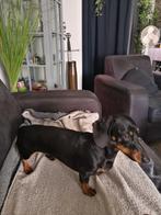 Dekreu kanichen/dwerg teckel aangeboden dus NIET TE KOOP, Rabiës (hondsdolheid), Reu, 1 tot 2 jaar, Korthaar