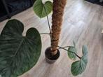 Philodendron Sodiroi met mosstok of stekken, Groene kamerplant, Ophalen, Halfschaduw, Minder dan 100 cm