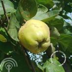 Cydonia oblonga fruit kweepeer voedselbos vergeten fruit, Ophalen of Verzenden, Volle zon, Overige soorten, Lente