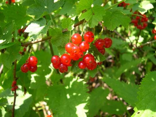 Kleinfruit, aalbes, bosbes, framboos, braam, druif, vijg,, Tuin en Terras, Planten | Tuinplanten, Overige soorten, Volle zon, Zomer