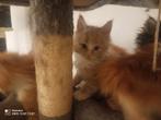 Russische Maine Coon kittens met stamboom, Dieren en Toebehoren, Katten en Kittens | Raskatten | Langhaar, Meerdere dieren, Gechipt