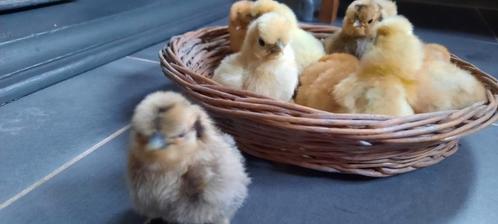 Prachtige USA zijdehoentjes zijdehoen kuikens, Dieren en Toebehoren, Pluimvee, Kip, Geslacht onbekend