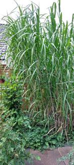 Miscanthus giganteus, Prachtriet, Olifantengras,Olifantsgras, Tuin en Terras, Planten | Tuinplanten, Ophalen, Volle zon, Vaste plant