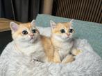 Golden kittens , black shaded met stamboom, Meerdere dieren, Met stamboom