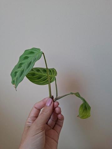 Maranta light veins stek (zeldzaam) beschikbaar voor biedingen