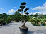 Taxus media 'Hillii' pon pon / tuinbonsai te koop!, Tuin en Terras, Bloeit niet, 250 tot 400 cm, Volle zon, In pot