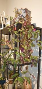 Tradescantia zebrina discolor multicolor, Huis en Inrichting, Kamerplanten, Minder dan 100 cm, Ophalen of Verzenden, Halfschaduw