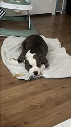 Amerikaanse stafford bleu wit, België, Parvo, Particulier, Teef