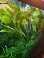 Echinodorus, waterplant, aquarium plant. Laatste Plant!, Ophalen of Verzenden, Zo goed als nieuw, Plant(en), Steen of Hout