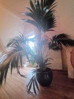 Blije gezonde Kentia Palm xxl met pot!, Huis en Inrichting, Kamerplanten, Overige soorten, 100 tot 150 cm, Halfschaduw, In pot