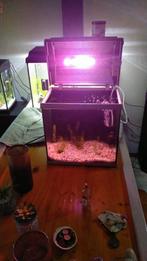 Superfijn aquarium met garnalen, Dieren en Toebehoren, Vissen | Aquaria en Toebehoren, Ophalen, Gebruikt, Gevuld zoetwateraquarium