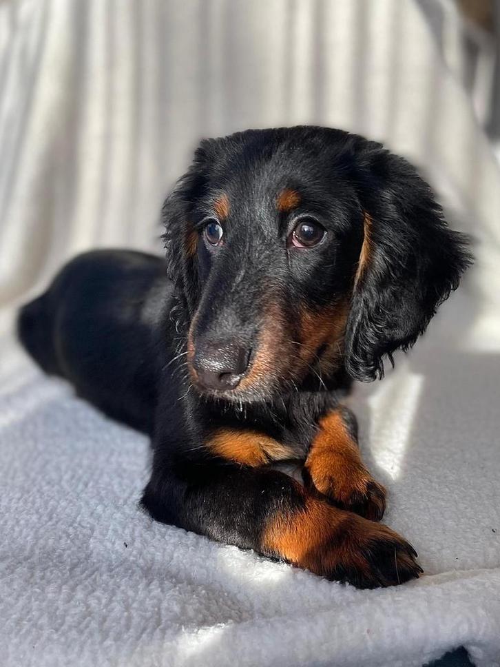 Teckel puppy langharig, Dieren en Toebehoren, Honden | Teckels en Dashonden, Reu, Langhaar, Standaard, Particulier, Eén hond, Nederland