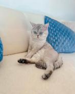 Britse korthaar DEKKATER,  Silver Tipped met blauwe ogen., Dieren en Toebehoren, Katten en Kittens | Dekkaters, 0 tot 2 jaar