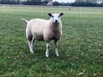 2 stamboek swifterooitjes, Dieren en Toebehoren, Vrouwelijk, Schaap, 0 tot 2 jaar