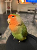 Agapornis , dwerrg papagaai, love bird, Vrouwelijk