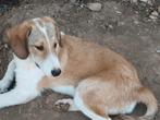 Lieve pup Costa, Particulier, Rabiës (hondsdolheid), 15 weken tot 1 jaar, Reu