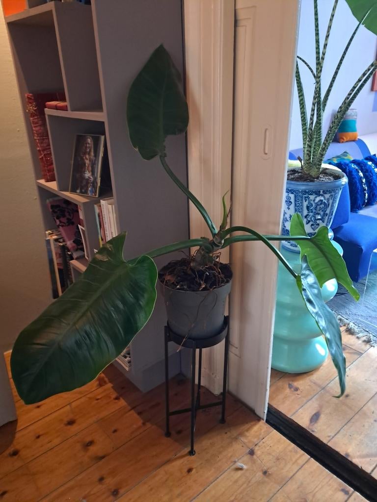 Olifantsoor plant - prachtige kamerplant, Huis en Inrichting, Ophalen, Overige soorten, Halfschaduw, In pot