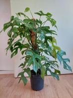 Monstera Minima - Raphidophora Tetrasperma/Gatenplant H:70cm, Ophalen, Overige soorten, Halfschaduw, Minder dan 100 cm