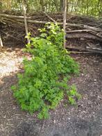 Gele framboos planten, Ophalen, Zomer, Fruitplanten, Volle zon