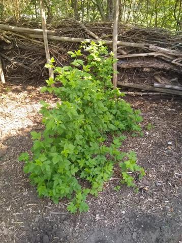 Gele framboos planten  beschikbaar voor biedingen