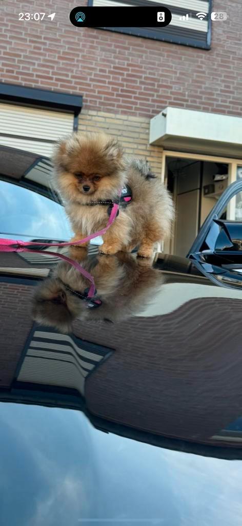 Mini Pomeriaantje 1 jaar, Dieren en Toebehoren, Honden | Chihuahua's en Gezelschapshonden, Teef, Overige rassen, Particulier, Eén hond