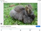 Baardkonijn, Dieren en Toebehoren, Konijnen, Vrouwelijk, Groot