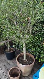 Olijven boom te koop, Ophalen, Volle zon, Overige soorten, 100 tot 250 cm