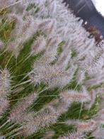 Pennisetum hameln of little bunny, Tuin en Terras, Planten | Tuinplanten, Siergrassen, Ophalen of Verzenden