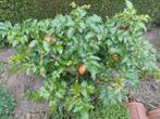 Hulst, Ophalen, Herfst, Siergrassen, Halfschaduw