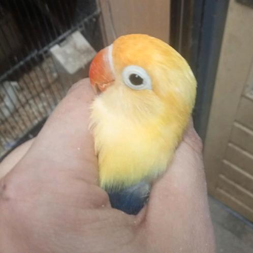 Prachtige piep jonge agapornis fisheri opaline YF blauw, Dieren en Toebehoren, Vogels | Parkieten en Papegaaien, Dwergpapegaai of Agapornis