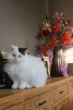 Brits langhaar kitten, Dieren en Toebehoren, Katten en Kittens | Raskatten | Langhaar, Kater, Gechipt, 0 tot 2 jaar