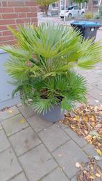 Prachtige palmen Chamaerops Vulcano en Trachy. Wagnerianus, Tuin en Terras, Ophalen, Overige soorten, Volle zon