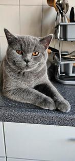 Britse Korthaar Dekkater met Dekkinggarantie ( Niet te koop), Dieren en Toebehoren, Katten en Kittens | Dekkaters