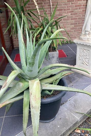 gezonden en mooie aloe vera xl 85 hoog en 110breed ruime pot beschikbaar voor biedingen
