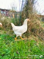 Te koop leghennen, Dieren en Toebehoren, Pluimvee, Mannelijk, Kip