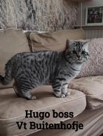 Britse dek kater., Kater