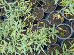 Caryopteris te koop, Ophalen, Overige soorten, Volle zon