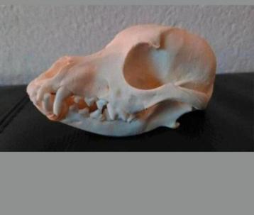 Schedel van een klein hondje - Taxidermie Dog Skull - Skelet beschikbaar voor biedingen