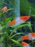 Koi zwaarddrager mannen, Vis, Zoetwatervis, Schoolvis