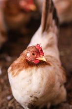 Chabo kriel | Kleine kippen | Passend advies, Dieren en Toebehoren, Pluimvee, Meerdere dieren, Kip