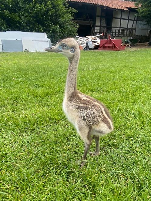 Nandoe kuikens te koop, Dieren en Toebehoren, Pluimvee, Kip, Geslacht onbekend