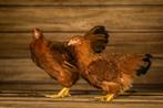 New- Hampshire groot | Goede leggers | Passend advies, Meerdere dieren, Kip