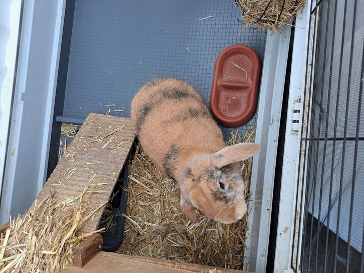 Humpie zoekt een vriendinnetje en een liefdevol huisje, Dieren en Toebehoren, Konijnen, Mannelijk